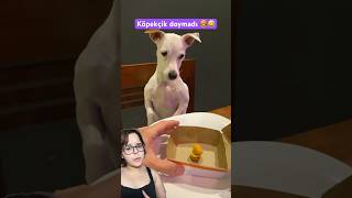 Tatlı köpekçik yemeği az buldu 🍔🥰 [upl. by Redvers]