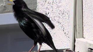 Starling song over 5 minutes straight [upl. by Oluap442]