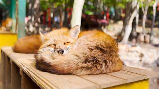 Visiting Japans Fox Village🦊  Miyagi Zao Kitsunemura Fox Village  ASMR [upl. by Yramesor460]