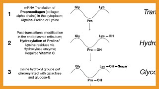 Collagen Synthesis [upl. by Eibbil]