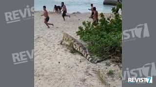 ¡Tremendo susto Apareció caimán aguja en playas del Parque Tayrona [upl. by Oneal841]