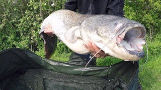 Fishing for GIANT CATFISH  New UK PB [upl. by Yatnuahc]