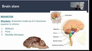 TW 2324 Human Bio CNS 4 Diencephalon [upl. by Rourke628]