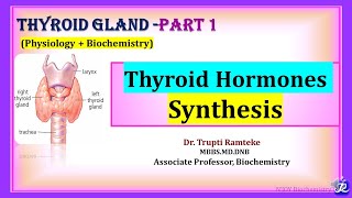 1 Thyroid Hormones synthesis Thyroid Gland  Physiology  Biochemistry  NJOY Biochemistry [upl. by Kohsa255]