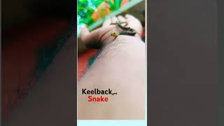 keelbacksnake new viralshort video [upl. by Annaesor]