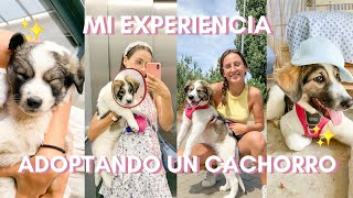 MI EXPERIENCIA ADOPTANDO un CACHORRO MASTÍN DEL PIRINEO  Ana Blanca [upl. by Littell]