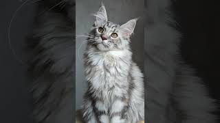 Silver tortoise Maine Coon shows 35 months old [upl. by Jarita]