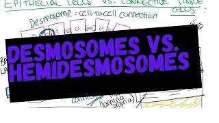 Desmosomes vs Hemidesmosomes and rete ridges [upl. by Atniuq]