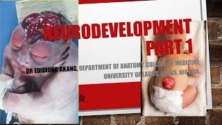 Neurodevelopment part 1 [upl. by Hcib]