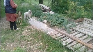 Stray dogs playing after rain  Cute white Stray dog relaxing in evening on the stairs trending uk [upl. by Aistek712]