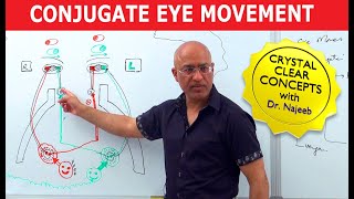 Saccades  Conjugate Eye Movement [upl. by Fotzsyzrk596]