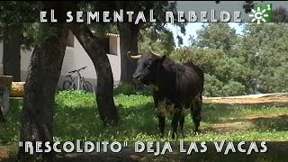 Toros de Reservatauro toro semental rebelde Rescoldito deja las vacas  Toros desde Andalucía [upl. by Suoicerpal]