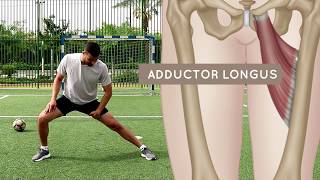 Groin Stretch Exercises and How to Avoid Groin Strains and Injuries [upl. by Cilo316]