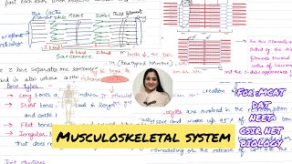 Musculoskeletal System  Bones Muscles and Joints 🗣️ [upl. by Badger357]