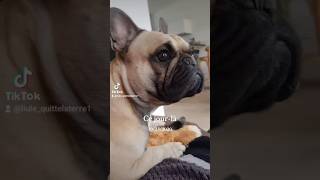 Notre chien de garde 😂 cejourla bouledoguefrançais frenchbulldog boubou dog doglover chiens [upl. by Lucania]