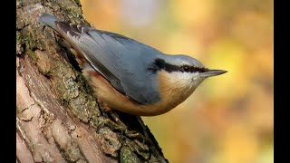 Brhlík lesní Eurasian nuthatch Kleiber  Boomklever Sittelle torchepot Trepador azul [upl. by Helsell]