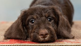 Dachshund wirehaired miniature Такса жш мини Сесилиявозраст 2 месяца [upl. by Schach520]