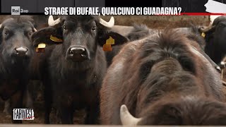 Strage di Bufale qualcuno ci guadagna  FarWest 29042024 [upl. by Areta907]