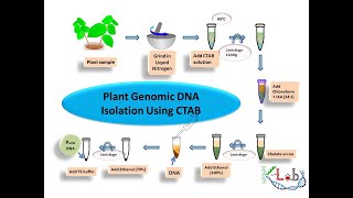 Plant Genomic DNA isolation using CTAB [upl. by Haven389]