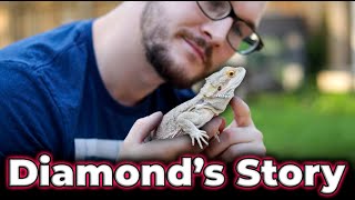 The Story of The Most Famous Dragon On The Internet  Meet Diamond [upl. by Noryd]