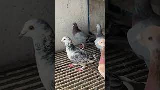 Who likes grizzle pigeon kalapati merpati racingpipigeons pigeon birdspecies kabootar bird [upl. by Sherborn]