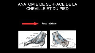 Anatomie de surface cheville et pied  Face médiale [upl. by Lekram385]