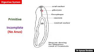 Para lec 2General Characters of Trematodes 309 kasr DrAyman 2025 [upl. by Nit94]