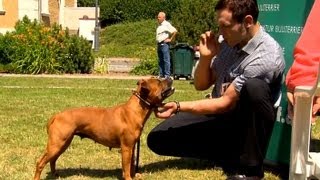 Staffordshire Bullterrier GBF Clubschau 2013 Part 2 Females [upl. by Aurelius]