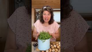 How to Cut and Use Thyme in your Cooking [upl. by Ilan]