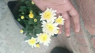 chrysanthemums have started bloomingshorts gardeningideas gardeninspiration [upl. by Littlejohn813]