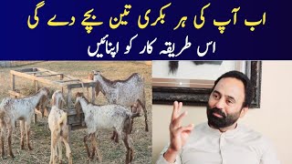 In this method every goat will give 3 kids  Goat Farming  Chakwal Goat Farm [upl. by Cerelly250]