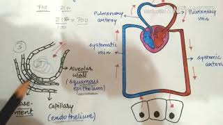 Mechanism of exchange of gasesvery simplified lecture [upl. by Novonod794]