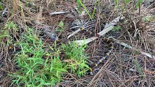 Eastern Coral snake in Naples Florida [upl. by Oberstone]