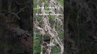 Large Lichens In a Forest in northern Michigan [upl. by Ardussi]