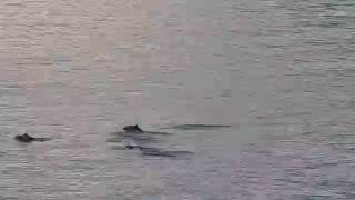 A Group of Harbour Porpoise Porpoising [upl. by Nodnas]