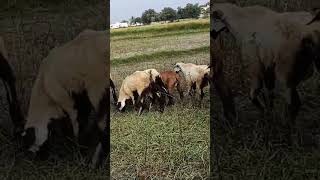 nellorejudipisheepsavailable sheeplover sheeps [upl. by Neersin]