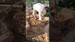 preparing earth for planting of tomatoes seedling [upl. by Beverle863]