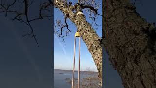 A breathtaking sight  Mississippi  shuddering leaves  tree top nature relaxing climbing [upl. by Lambrecht133]