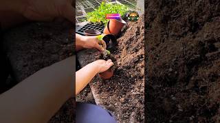 how to plant plants from nursery nursery plants satisfying plantingshorts [upl. by Moonier]