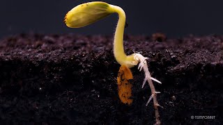 Root Growth Timelapse  Soil Cross Section [upl. by Langsdon]