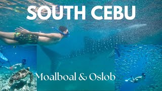 WEEKEND TOUR  MOALBOAL SARDINE RUN  OSLOB WHALE SHARK WATCHING  SOUTH CEBU  CEBU CITY DIY TOUR [upl. by Yreffeg]