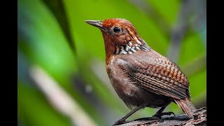 1 HORA do canto do Uirapuru Verdadeiro Cyphornis Aradus  Canto extraído na natureza [upl. by Aratas]