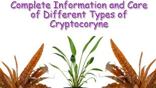 Cryptocoryne Care and Guide  Aquatic Plants Profile Episode 2 [upl. by Moses]