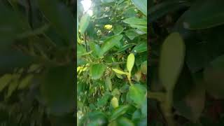 CALAMANSI  Citrofotunella Macrocarpa beautyhealthnature [upl. by Lyrad]