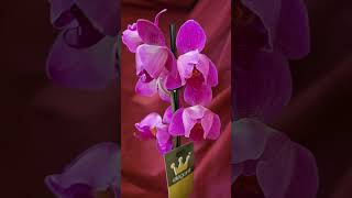 ОрхидеяРозовый пилор Покупка Красивый очень Orchid Pink pylorus Purchase Very beautiful [upl. by Anatol]