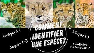 Comment identifier des espèces à partir dune clé de détermination [upl. by Aubree302]