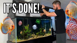 THE 90 GALLON DISCUS TANK IS COMPLETE Adding new fish and plants [upl. by Peddada440]