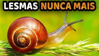 Como Matar LESMAS E CARACÓIS Para Sempre 6 FORMAS DIFERENTES [upl. by Pederson]