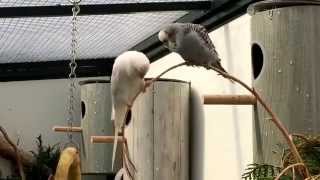 Budgies in our aviary  Grasparkieten in onze voliere Juli 2015 [upl. by Noland357]