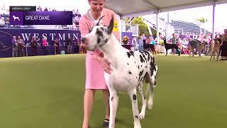 Great Danes  Breed Judging 2024 [upl. by Gariepy100]